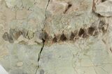 Bargain, Fossil Oreodont (Merycoidodon) Skull - South Dakota #249267-3